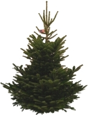 Baum