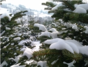 Kulturen im Winter
