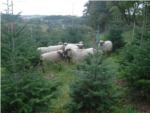 Shropshire-Schafe in den Kulturen