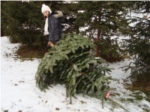 Christbaumtransport