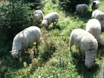 Shropshire-Schafe