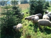 Shropshireschafe